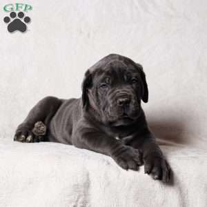 Gommer, Cane Corso Puppy
